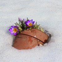 Крокусы в снегу :: Елена 