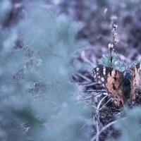 В объективе фотографа :: Рома Кучма