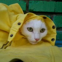 Мой любимый кот)* :: Анастасия Шаньгина