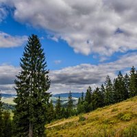 Ой,смереко,розкажи мені,смереко.Чом ти так ростеш далеко,чарівна моя смереко!!! :: Елена Elena