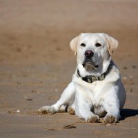 собака на пляже :: Анастасия Марченко