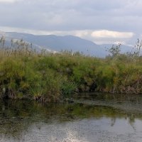 На болотах в долине Хула. Верхняя Галилея, Израиль :: Борис Ржевский