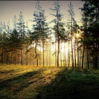 Рассветный лес :: Анна Anuta