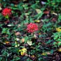 Lycoris radiata :: ангелина гончарук