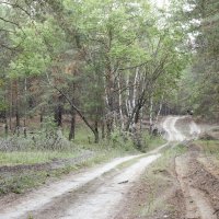 Вперед, за грибами :: Сергей Приходько