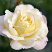 Сибирская роза :: Евгения Сихова