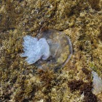 Медуза в водорослях :: Андрей 
