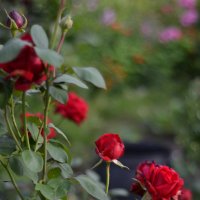 Сибирская роза 2 :: Евгения Сихова