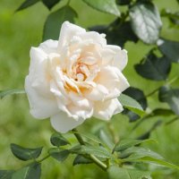 Белая чайная роза :: Алёна Романова