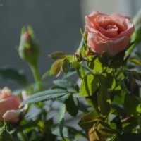 Домашние розы :: Алёна Романова