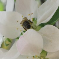 пчелка :: Надежда Лунева