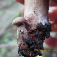 гриб и маленький грибочек :: Андрей Ткаченко