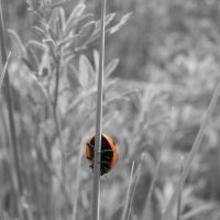 The dark side of the beetle :: Serge Golos