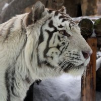 Бенгальский тигр :: Марина Черепкова