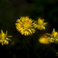 in yellow :: Zinovi Seniak