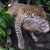 Леопард на отдыхе :: Евгений Бонд 