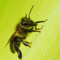 Любопытная пчелка :: wea *