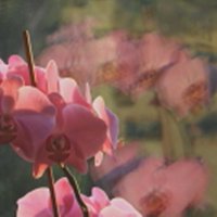 Орхидея и отражение :: олег свирский 