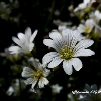 Полевые цветы :: Liudmila LLF