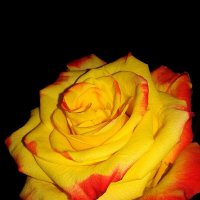 Ночное благоухание розы :: Елена Даньшина