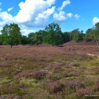 Fischbeker Heide Hamburg :: Nina Yudicheva