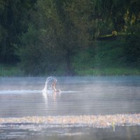 Рано утром... :: Владимир Безбородов