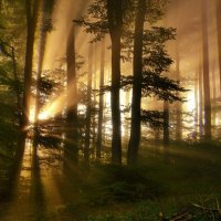 Лес, полный сказок и чудес :: Elena Wymann