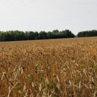 поле пшеничное :: Василий Щербаков