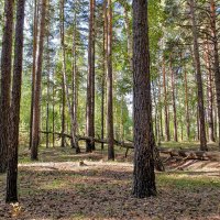 Бревно для мишек в лесу. :: Александр Леонов