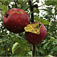 Лесные яблочки. :: Валерия Комова