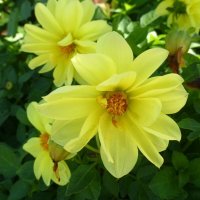 Желтые цветы :: Наиля 