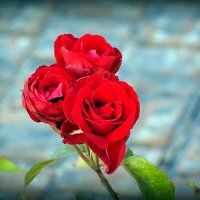 городские цветы розы :: Олег Лукьянов