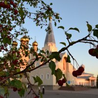 Церковные яблочки... :: Андрей Хлопонин