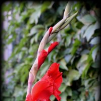 Gladiolus :: A. SMIRNOV