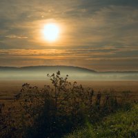 Лопух :: luchnik 