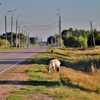 Дорога домой. :: Восковых Анна Васильевна 