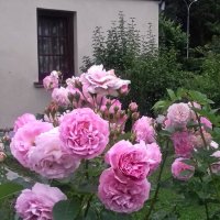 Розы. :: Liudmila LLF