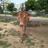 Индийская корова :: Алла 