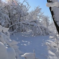 Шахты. Поляна в зимнем лесу микрорайона ХБК. :: Пётр Чернега