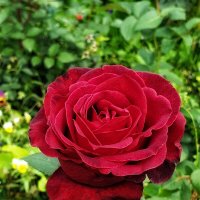 Прекрасная роза ... :: Дмитрий 