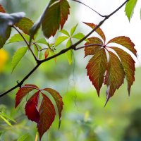 autumn leaves :: Zinovi Seniak