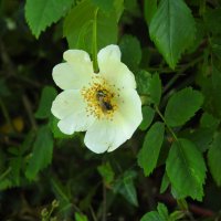 Белый шиповник с пчелой :: Natalia Harries