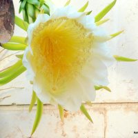 Цветок кактуса. :: Валерьян Запорожченко