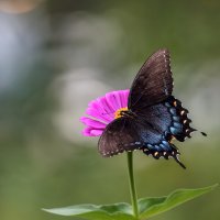 Африки бабочки черные :: Tatiana 