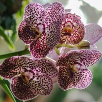 Орхидея :: Николай 