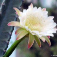 Кактус Цереус, цветок. :: Валерьян Запорожченко