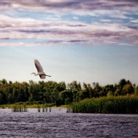 Птеро-цапле-дактиль :: Андрей Селиванов