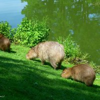 Капибара (Capybara) :: Nina Yudicheva