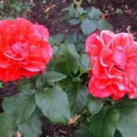 Две розы :: Ольга Довженко