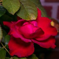 Утренняя роза :: Николай Гирш